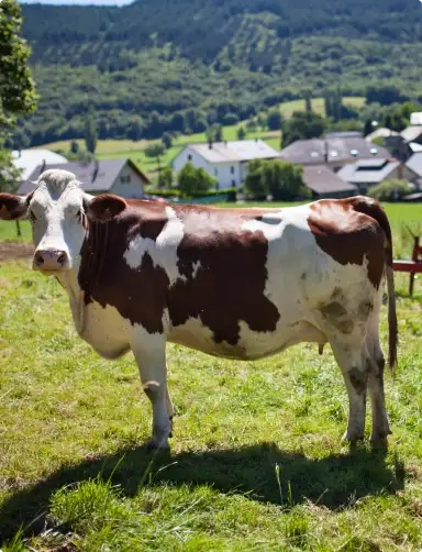 How OBBBA Has Improved the Farm Safety Net